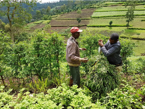 Afrique-Ethiopie-355Wb