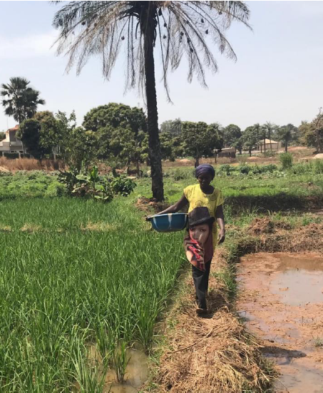Afrique-Guinée Bissau-655H