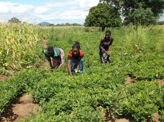 Afrique-Malawi-55S